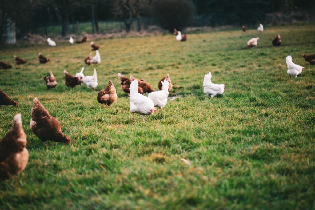 chickens-different-colors-farmyard-daytime-1-1024x683.jpg
