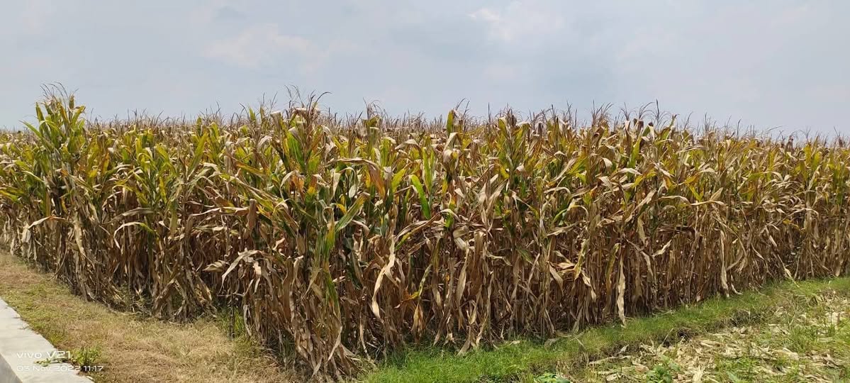 May be an image of corn