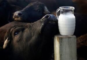 May be an image of animal